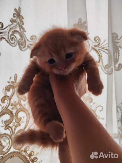 Отдам котят