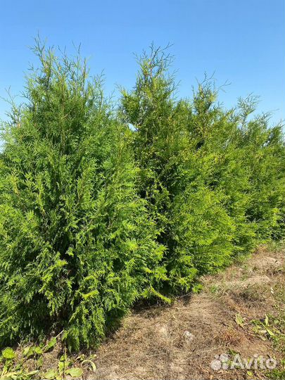 Туя брабант из питомника