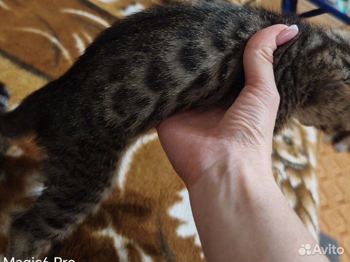 Бенгальский котенок девочка