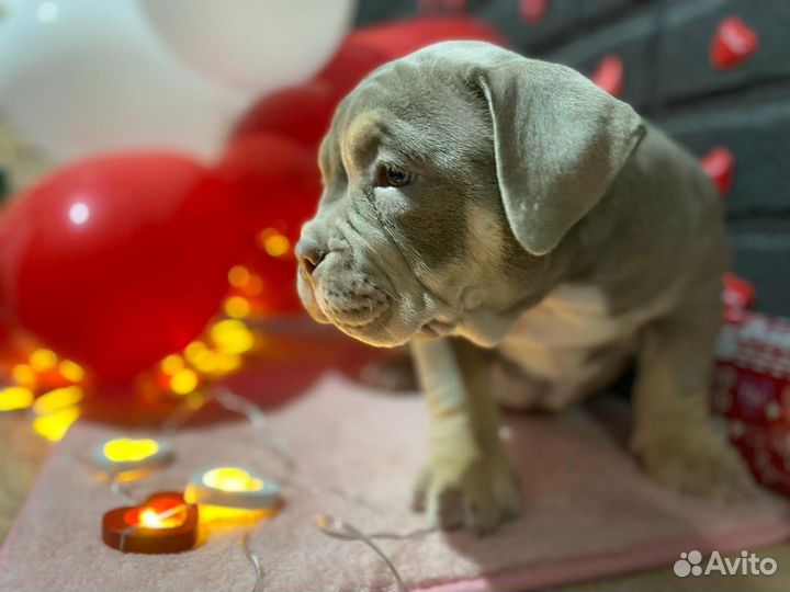 Американский булли покет