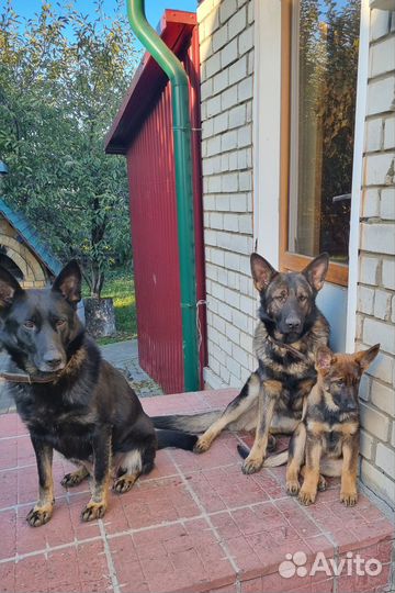 Немецкая овчарка