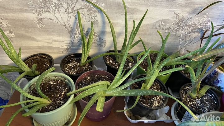 Алоэ ростки 1 год