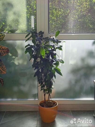 Лавр благородный