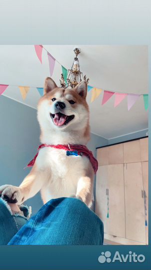 Шикарный мальчик Сиба-Ину ищет невесту