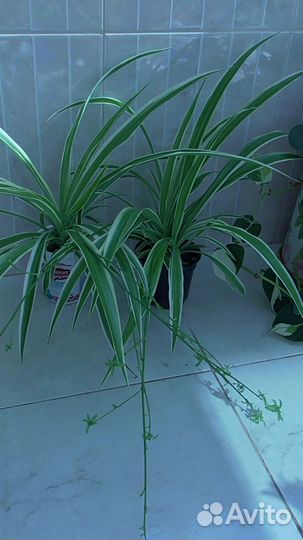 Хлорофитумы полосатые с детками