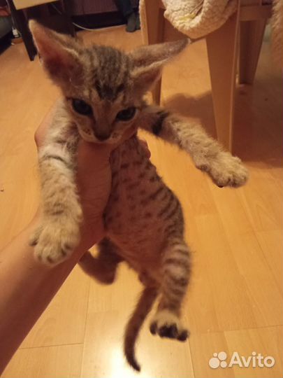Донской сфинкс котята