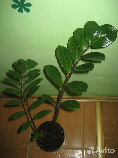 Замиокулькас