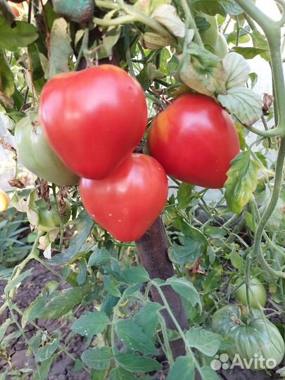 Сорта коллекционных томатов