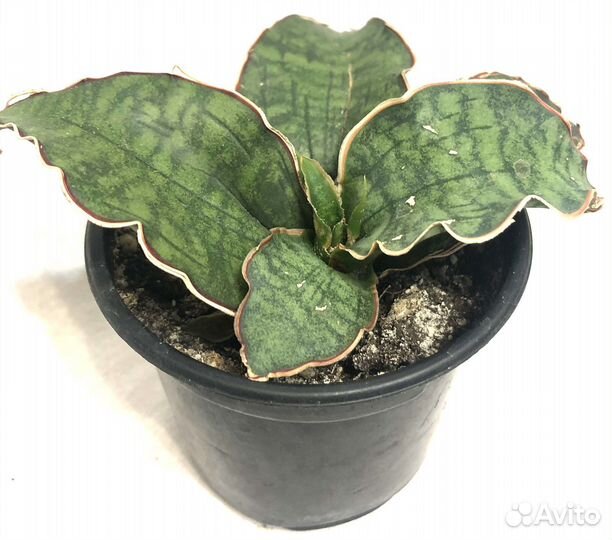 Сансевиерии Стар Роуз,Стар Грин,Копертон