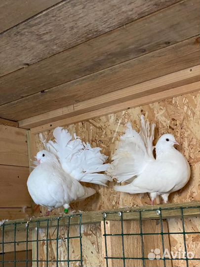 Голуби павлины