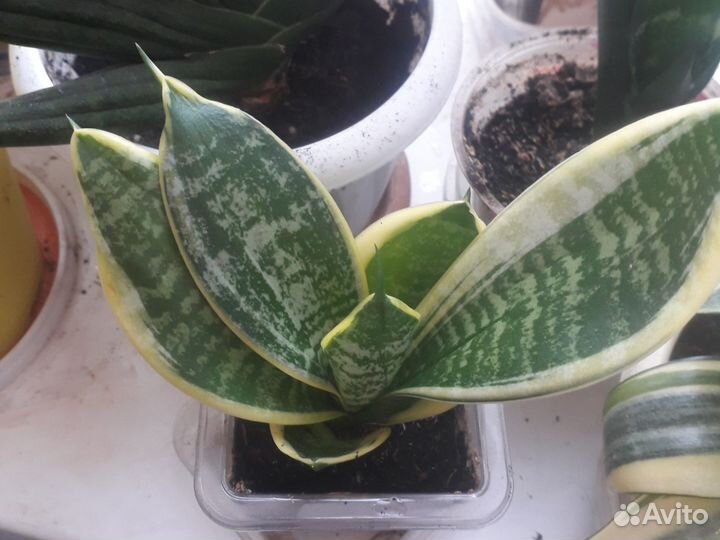 Сансевиерия блэк голд,блэк рабуста,и др