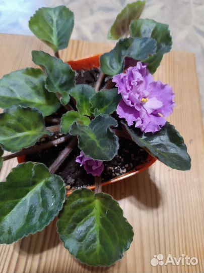 Фиалка сортовая