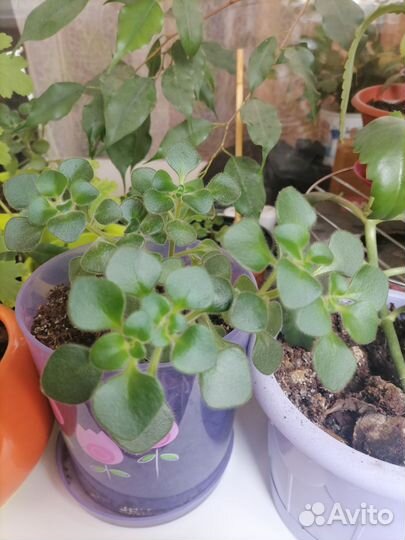 Аихризон - дерево любви