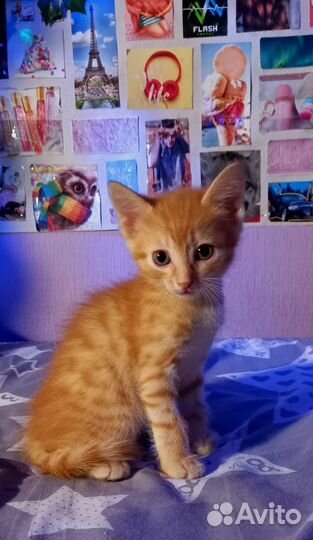 Кошка
