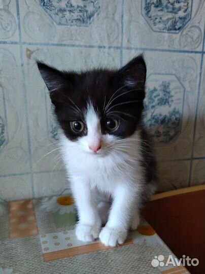 Котик