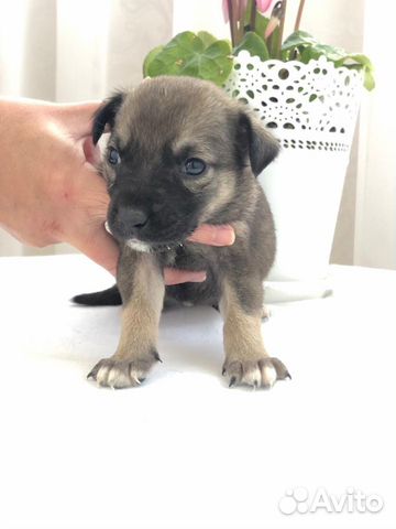 Метисы лабрадора