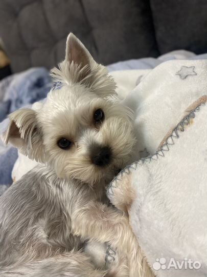 Йоркширский терьер вязка