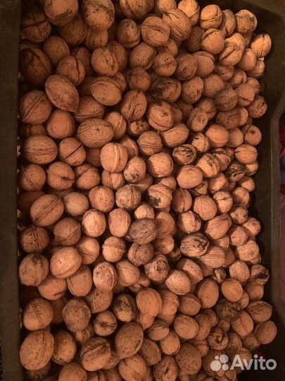 Грецкий орех