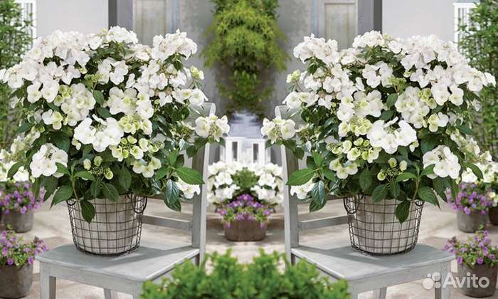 Гортензия ампельная Сбежавшая Невеста
