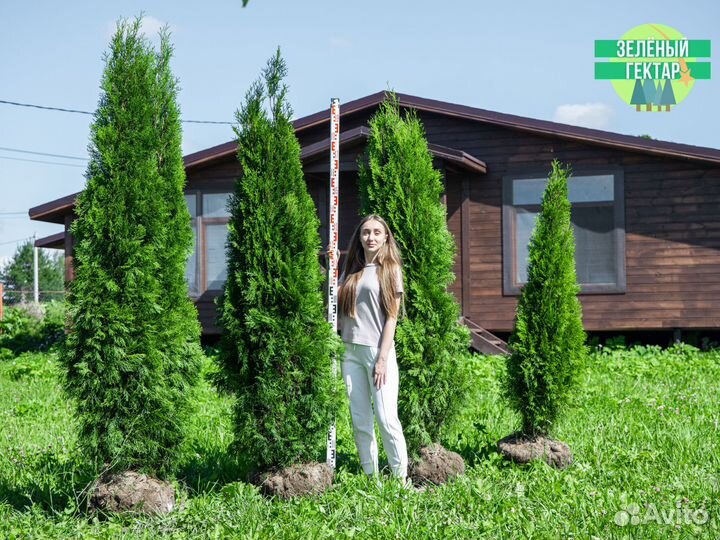 Туи смарагд 2 м свежая копка 2023
