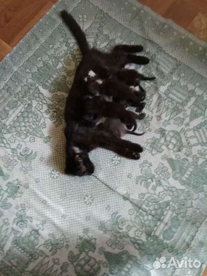 Отдам в добрые руки вислоухую кошку