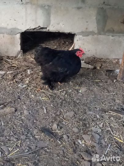 Куры кохинхин