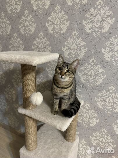 В добрые руки