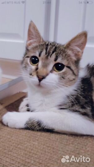 Котёнок Аксинья