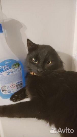 Кот в добрые руки