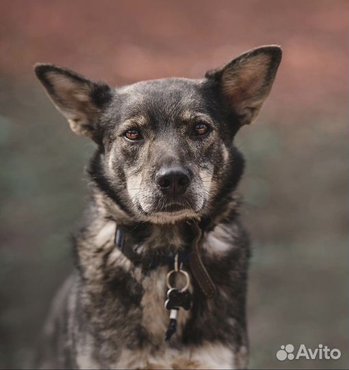 Есть ли шанс у скромной Иззи