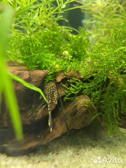 Сомики анциструсы