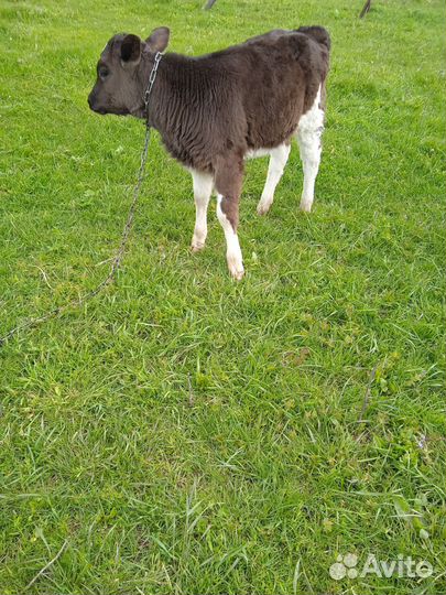 Телята телочки