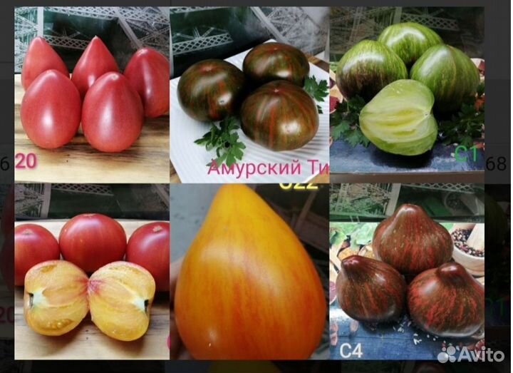 Помидор редкие сорта, рассада
