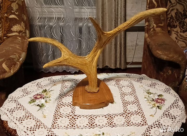 Продам рога лося
