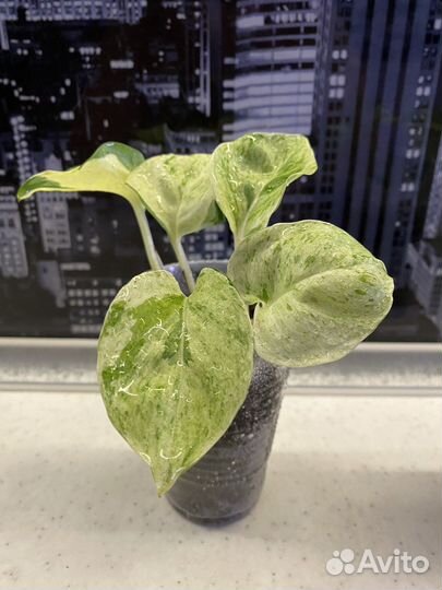 Сциндапсус