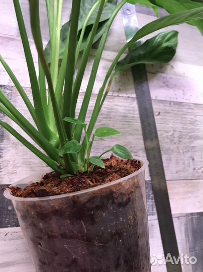 Спатифиллум Spilt milk круглый лист