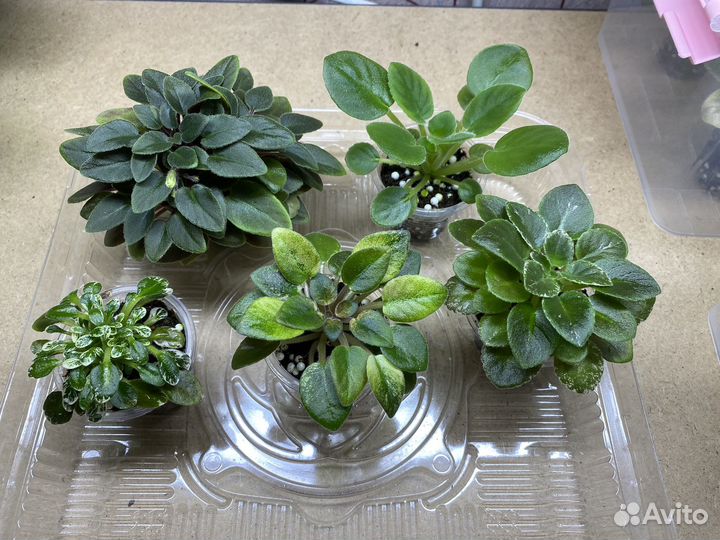 Фиалки мини набором