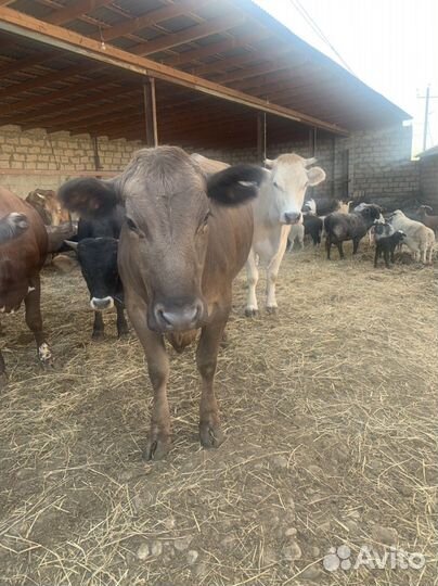 Телки на мясо