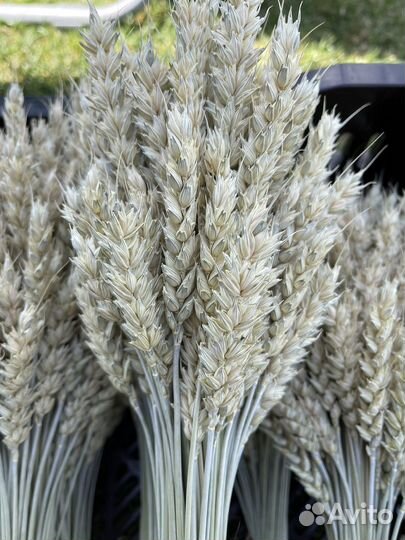 Тритикум (пшеница без остей) для флористики