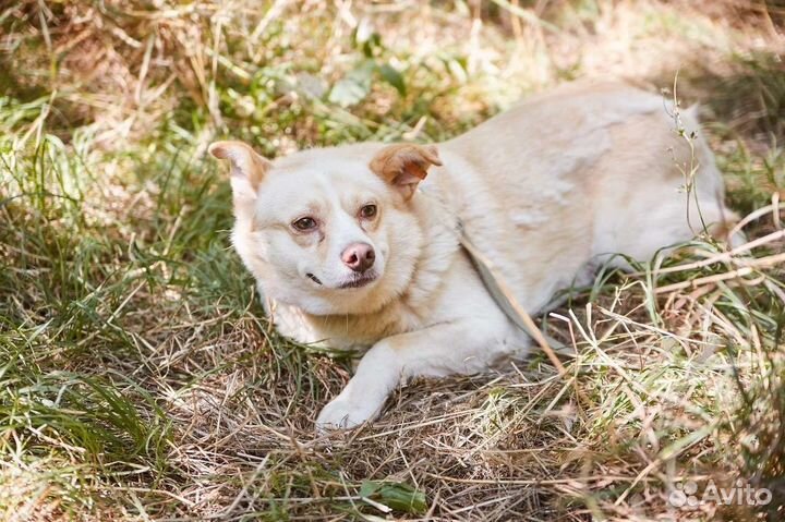 В супердобрые руки собака Тефтелька