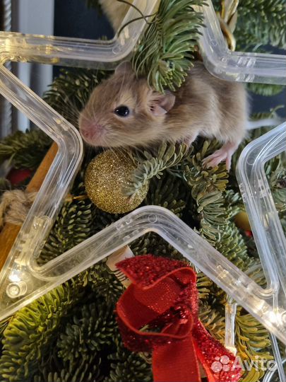 Чилийская белка дегу