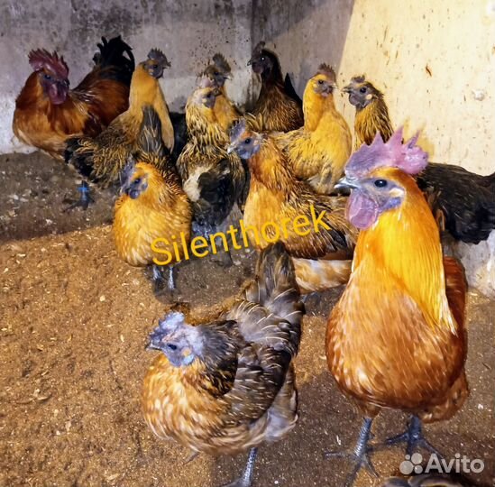 Ия лакеданзи,бройлеры суточные Арбор айкрес