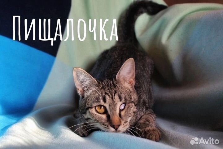 Кошки в добрые руки