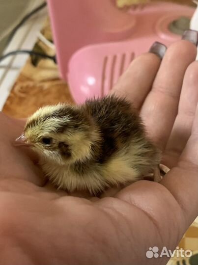 Перепелята, яйца