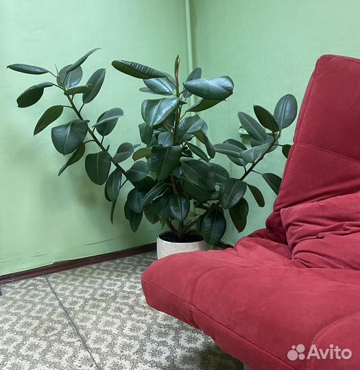 Фикус Эластика робуста