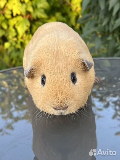 Морская свинка английский селф мальчик