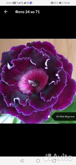 Глоксиния лист укоренившиеся