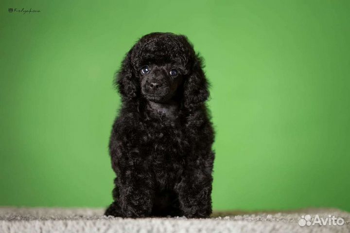 Миниатюрный пудель щенки