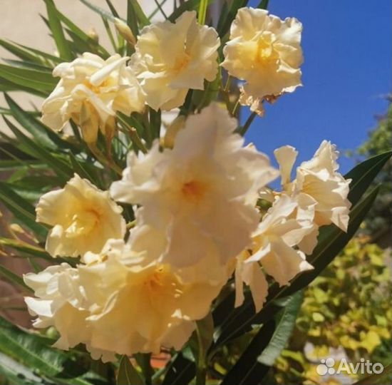 Олеандры сортовые