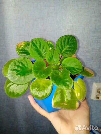 Фиалка в горшках